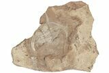 Rare, Enrolled Ceraurus Trilobite - Missouri #198739-2